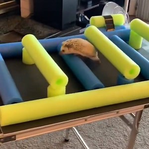 14M views · 100K reactions | This lad has created a Ninja Warrior course for his hedgehog and it's amazing! He's even got the commentary nailed down  My Friends Call Me Pepper | LADbible | Facebook