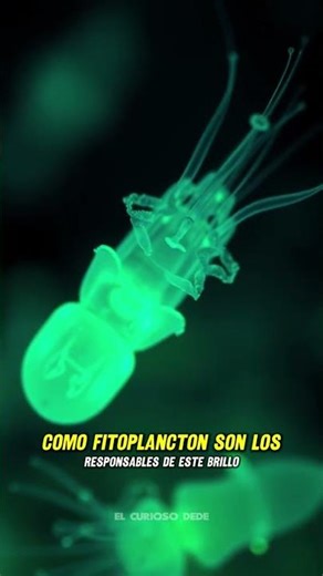 El Brillo Mágico de la Arena Nocturna #Bioluminiscencia #Naturaleza #Ciencia #Playa