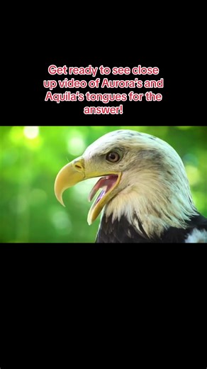 Close-Up of Eagle Tongues | How Eagles Eat Without Teeth!