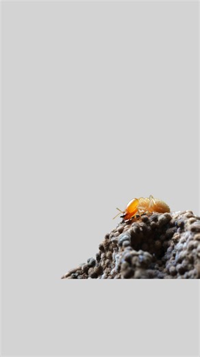 Keeping your pest control safe, thorough, and effective. Thank you for contacting us for your pest control needs. Serving Pasco, Pinellas, Hernando,and Hillsborough counties | DNR Pest Control