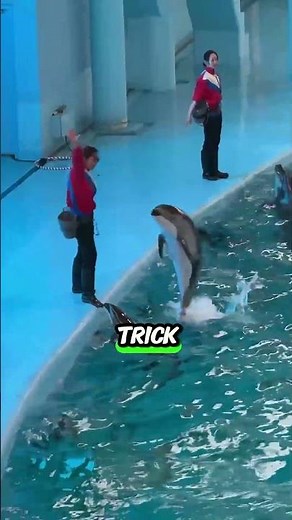 Dolphin Magic! Watch These Amazing Tricks at the Pool Show l #shorts