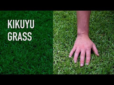 Kikuyu Grass | Turf Variety Series (Pennisetum Clandestinum)