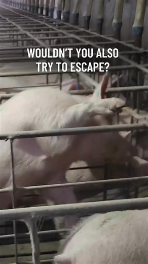 She will never escape this cage. This is the heartbreaking truth of what mother pigs live day-in and day-out, until they are taken to slaughter once their bodies are spent. | Animal Equality