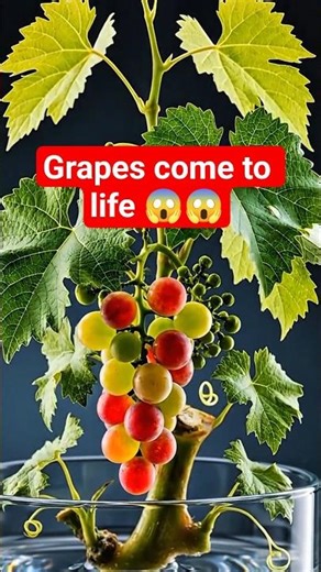 Watch Grapes Come to Life 🍇 #grape #plants #timelapse #shorts
