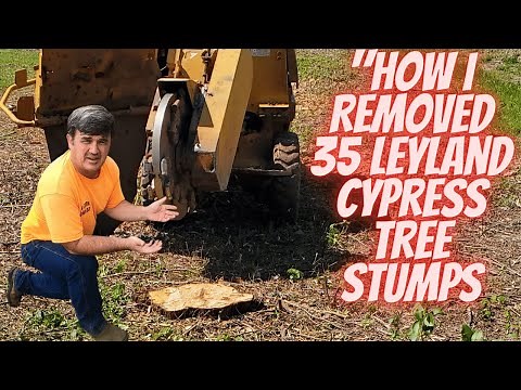 "How I Remove 35 Leyland Cypress Tree Stumps
