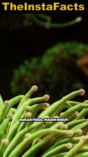 Lungfish (Afrika, Australia) Ikan Purba 410 Juta