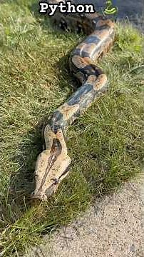 Big Python Pet Snake |#Day71 #petsnake #python #shorts