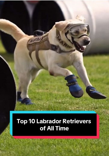Top 10 Labrador Retrievers You Need to Know
