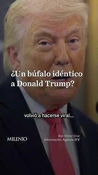 The buffalo that looks just like Donald Trump and took over the internet