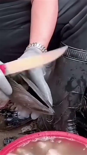 This is one way to open a clam shell properly and correctly.#youtubeshorts