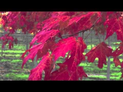 Fast Growing Sugar Maple Trees