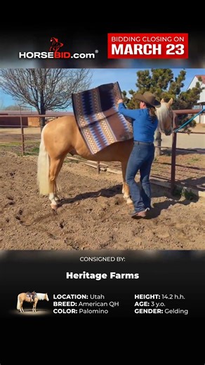 𝗗𝗿𝗮𝗴𝗼 #horse #horses #horseriding