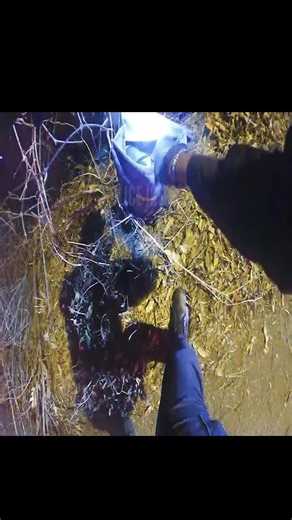 US Cops Watch (@uscopswatch)’s videos with original sound - US Cops Watch