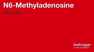 N6-Methyladenosine antibodies from Thermo Fisher Scientific