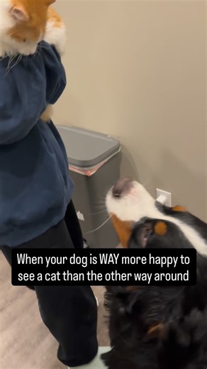 Bunsen, Beaker, Bernoulli & Brix on Instagram: "We picked up Ginger for a visit last night and Bernoulli was over the moon to see his friend. Ginger needed some time to warm up to him."