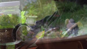 Happy 4:20 Australia! Here's a acoustic version of an interlude named "SAvior" by Adrian Eagle Captured by 88Dragons | Adrian Eagle