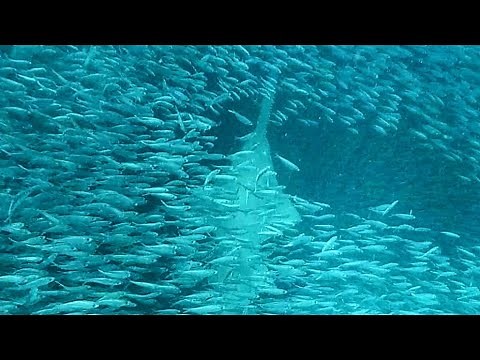 Sawfish Hunting in a big bait ball!