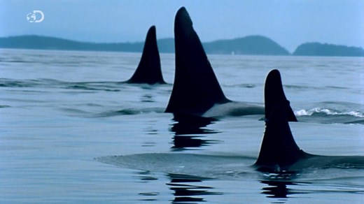 34K views · 1.3K reactions | Orcas are also known as Killer Whales, but are actually descended from pre-historic giant dolphins.  #ModernDinosaurs | Discovery Channel UK | Facebook