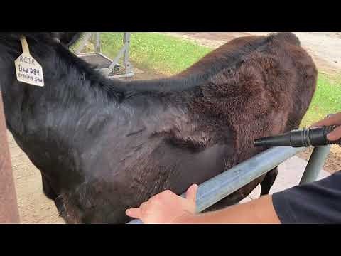 Complete training process for your 4-H Beef project.