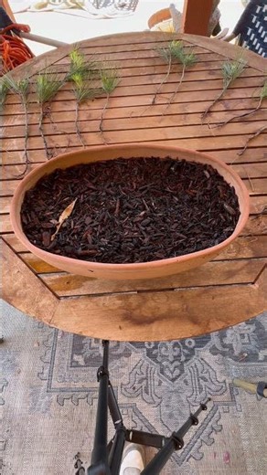 Planting a Ponderosa Pine Bonsai Forest 🌲