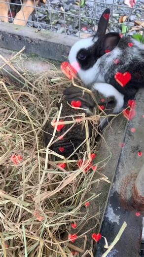 Hello 500ae vui vẻ