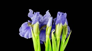 clip-1106289659-time-lapse-growing-blue-purple-bouquet-irises-flower