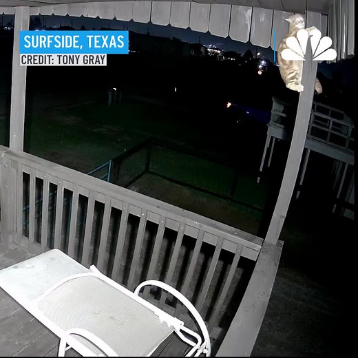 This kitty has claws. A surveillance camera in Texas shows a cat narrowly escaping a coyote attach on the porch of a beach house. http://4.nbcla.com/p1LGcJY | NBC LA