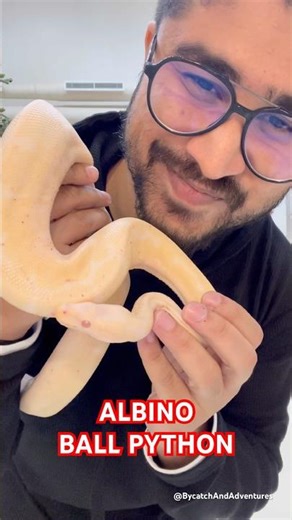 Albino Ball Python