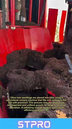 Olive Tree Seedlings Production Process