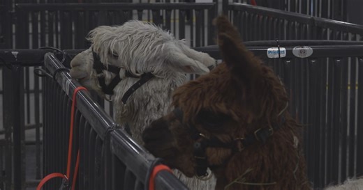 Great Western Alpaca Show ready to give Cheyenne some Alpaca mania