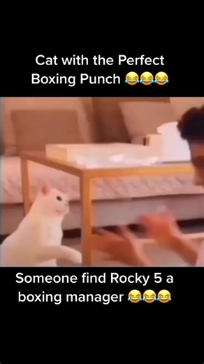 Hilarious Cat Boxing with Perfect Punch