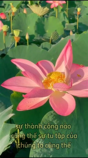 Trên bước đường thành công không có dấu chân của kẻ lười biếng! | Phật tử xa xứ Pháp