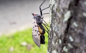 Kenya launches first insect quarantine facility in the region