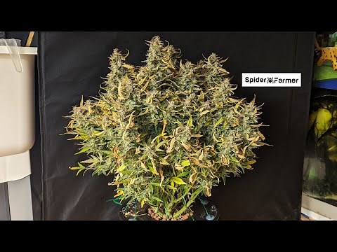 Timelapse - Seed to Harvest 136g Dry Jack Herer Autoflower Fastbuds - Spiderfarmer SF4000