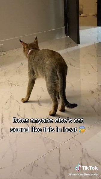 Understanding Cat Heat Sounds: Do Cats Sound Like This When in Heat?