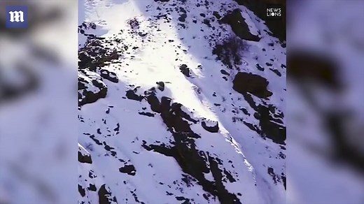 Snow leopard FALLS down mountain while chasing prey