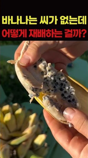 바나나는 씨가 없는데 어떻게 재배 할수 있는걸까?