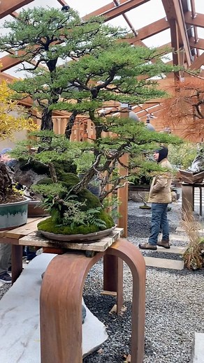 93K views · 5.7K reactions | Spectacular bonsai specimens Greenhouse of @bonsaimirai Join @BonsaiSociety for more exclusive bonsai tours #BonsaiSociety #BonsaiUSA #BonsaiCollection #Greenhouse | Bonsai Society | Facebook