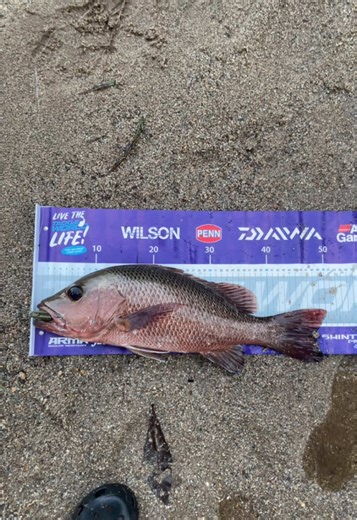 Discover 50cm Freshwater Mangrove Jack Fishing Techniques