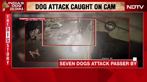 On Camera, 7 Stray Dogs Attack Maharashtra Man. Then A Dramatic Escape