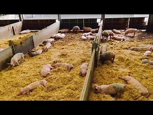 Cannon Hall Farm Tour – What UK Farms Look Like ..From cows, pigs, sheep Tractor Ride & more
