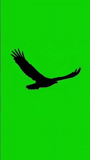 Flying Bird Silhouette Green Screen 🐦 FREE Asset | #Shorts