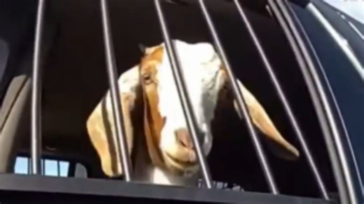 Viral Bodycam Hungry Goat Ends Up in Cruiser After Snack Attack Little Elm, TX — Police in Little Elm shared body camera footage this week showing an unusual encounter between officers and a loose goat found eating alongside a busy roadway. The incident, recorded and released on the department’s Facebook page, documented the moment an officer approached and detained the animal before returning it for safekeeping. According to police, the call came in when a goat was spotted “aggressively snackin