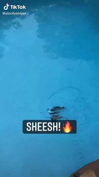 #bigbait #glidebait #swimbait #largemouthbass #smallmouthbass #bassfishinglures #bestlure #saltlife #fishing #lasvegas #fisherman #worldrecord #fyp #m