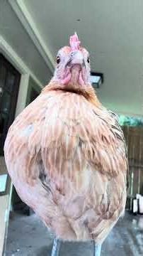 My little barn yard mix bantam! She’s is so sweet to me! #chicken #bantam #birds