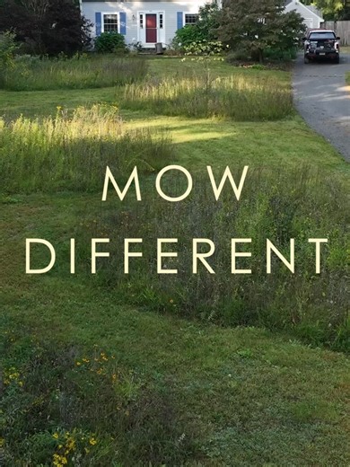 Transforming American Lawns into Meadow Landscapes