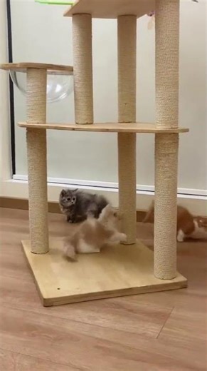 3 Adorable Kittens Playing Together 🐱💖#viral#fyp#foryou#foryoupage#trending#viralvideo#shorts
