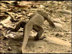 The Bengal monitor lizard