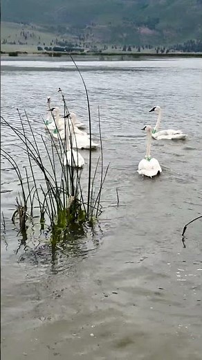 Trumpeter Swan Release