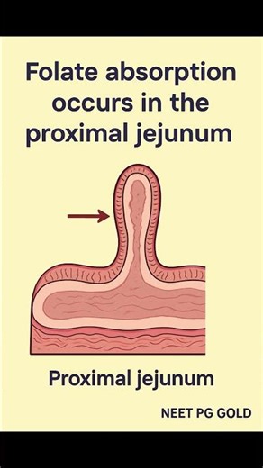 Folate Absorption Site – Proximal Jejunum Explained | NEET PG GOLD